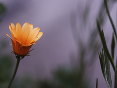 사람이란 무엇인가.