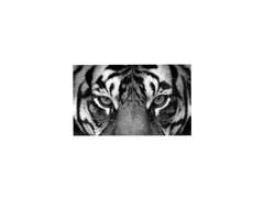 [SF] Tiger
