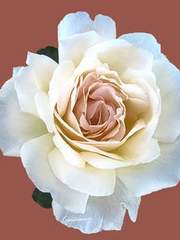 피에타 반 로섬 고별전