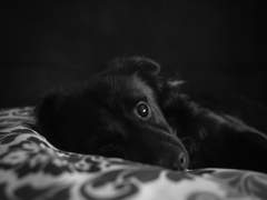 굿필이랑 강아지 나오는 짧글