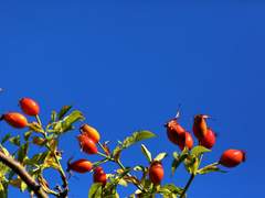 [마블_토니 스타크 드림] 꿈의 요정
