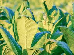 [마블_로키 드림] 왕자님의 연애