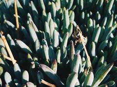 [마블_스티브 로저스/토니 스타크 드림] 약초학 스터디