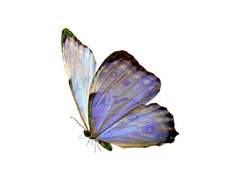 토끼풀을 엮어 만든 너라서