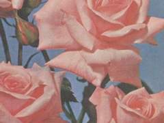 Be, my f***ing Valentine 03