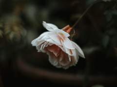 미래예견 - 미련