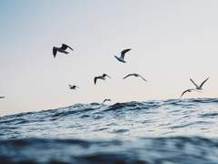 [보리솔렛] 파도가 묻는다