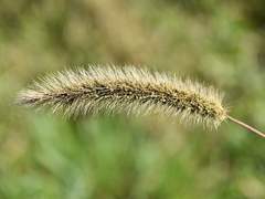 [마블_토르 드림] 지나가는 말