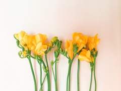 [승수세영] 프리지아