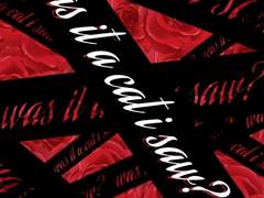 8. 내가 본 게 고양이던가?