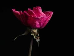 [마블_스티브 로저스 드림] 환상통