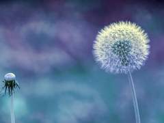 [마블_스티브 로저스 드림] 행복한 오해