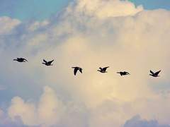 [마블_나타샤 로마노프 드림] 잡히지 않는 바람처럼