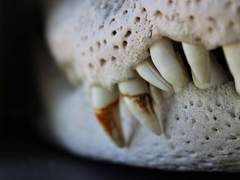 [마블_브록 럼로우 드림] 날카로운 칼