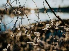 [마블_스티브 로저스 드림] 나는 문득 내가 이때로 돌아온 게, 벌은 아닌가 의문이 들었다.