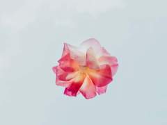 [셜록_셜록 홈즈 드림] 싸패와 쏘패의 오월동주