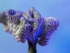 [나루토_우치하 마다라 드림] 규원가