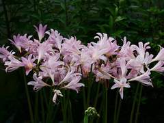 [브람클라] 피그말리온, 상사화