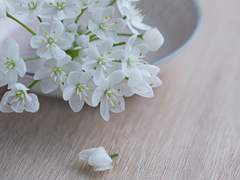 01. 3월의 봄토끼