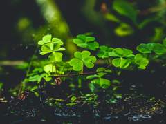 진실된 클로버의 꽃말은 약속.