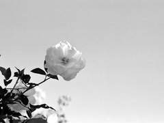 [남욱영진, 남욱장현, 장현영진] 제목 없음