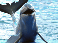 사모 자기소개서