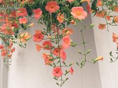 사막 위의 어린 왕자