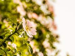 [코크비천] 쪽색 편지지에 여우비를 담아