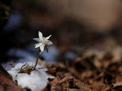 희신광요) 너도바람꽃