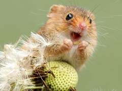 당신에게 행복을 줄 멧밭쥐와 햄슷따 친구들