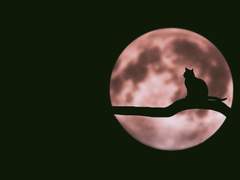 [데이크리] 만월의 고양이