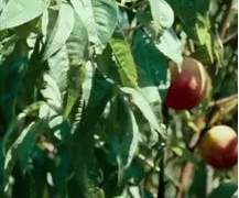 [연재] 다즐링 연인 추천 W.라피나