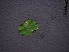 [희신강징] 相思一念 (上)