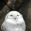 snow owl.