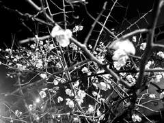 이스여휘/ 봄의 잔영