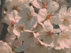 [민국사부] 꽃피는 봄이 오면 (上)