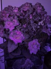 鬼滅の刃 기반 자캐, 관계