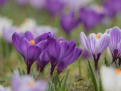 케이소마 무명의 환상곡 전