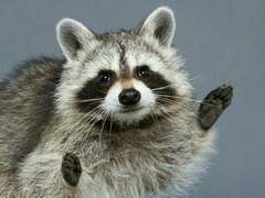 작은, 오소리들에게.