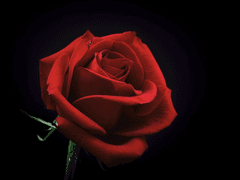 紅花一朶, 한 송이의 붉은 꽃.