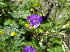 [케흘마르케흘] 한여름 밤의 꿈.
