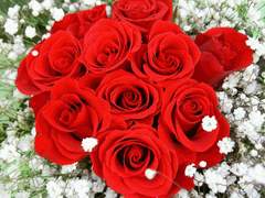 붉은 장미와 안개꽃 그리고 노을과 나비