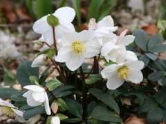 크리스마스로즈와 나비