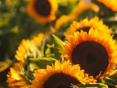 태양은 네 아래를 비추었다. 하염없이 그 광휘를 내리쬐며.