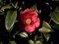 [망기무선] 山茶花