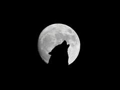 가장 두드러지게 타락하고 부패한 위선자!