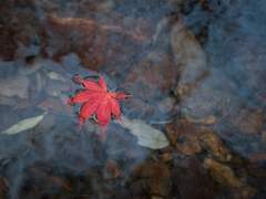 [베토슈] 그의 눈에 비친 것은