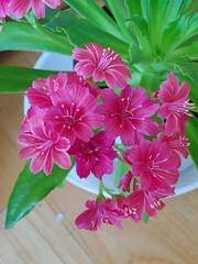 달의연인 보보경심려 ) 구름에 가리워진 별이 빛을 발하다