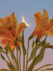 애정 유무의 논쟁 / 애정 존속의 조건