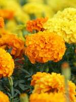 지박소년 하나코 군